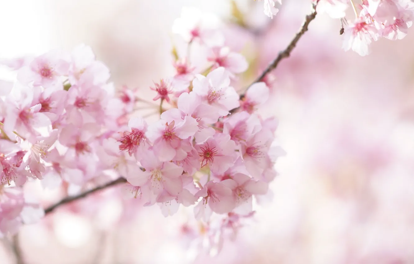 Фото обои вишня, ветка, весна, сакура