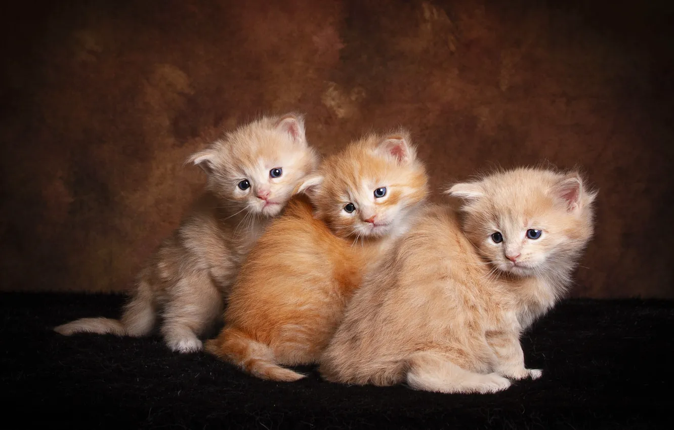 Фото обои взгляд, кошки, поза, темный фон, котенок, котята, три, мех
