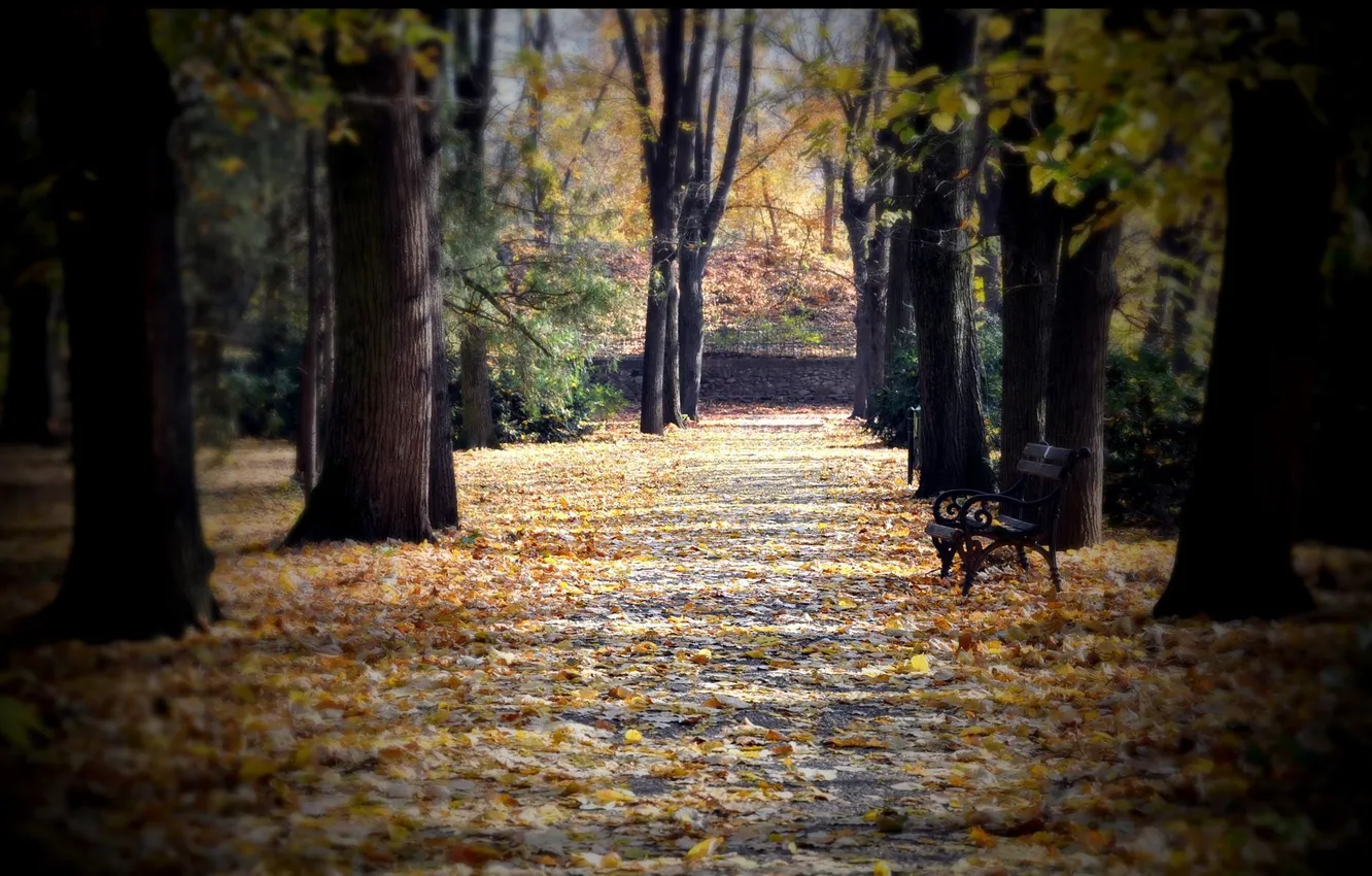 Фото обои осень, листья, деревья, скамейка, парк, аллея, сквер