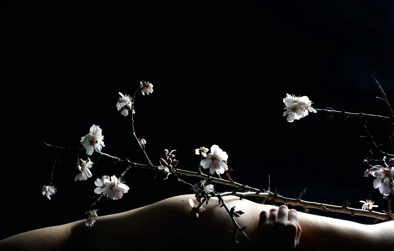 Фото обои фон, тело, ветка, весна, цветение, Fine Art