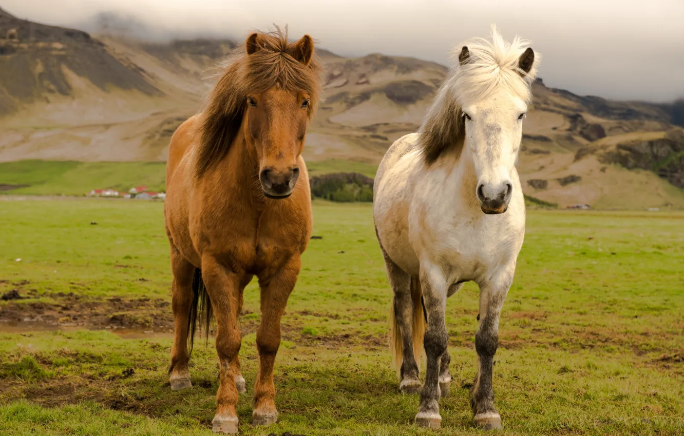 Фото обои Iceland, Farm, Horses