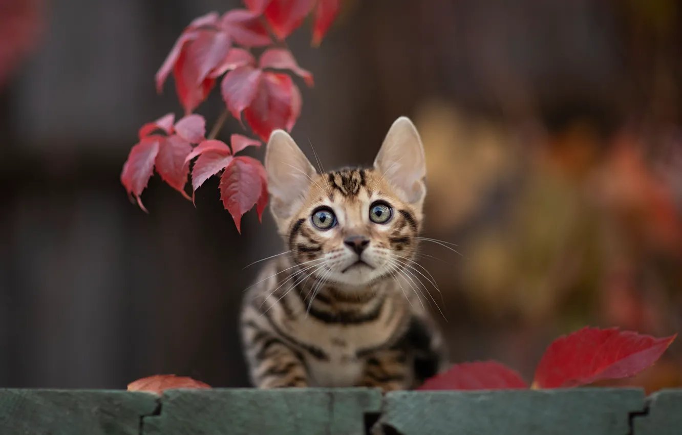 Фото обои кошка, взгляд, листья, мордочка, котёнок, боке, котейка, Юрий Коротун