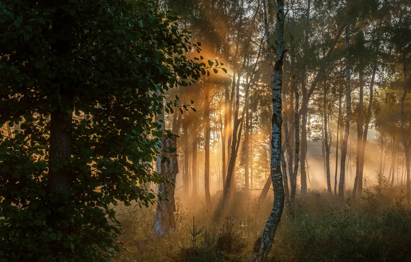 Фото обои лес, солнце, лучи, деревья, туман, листва