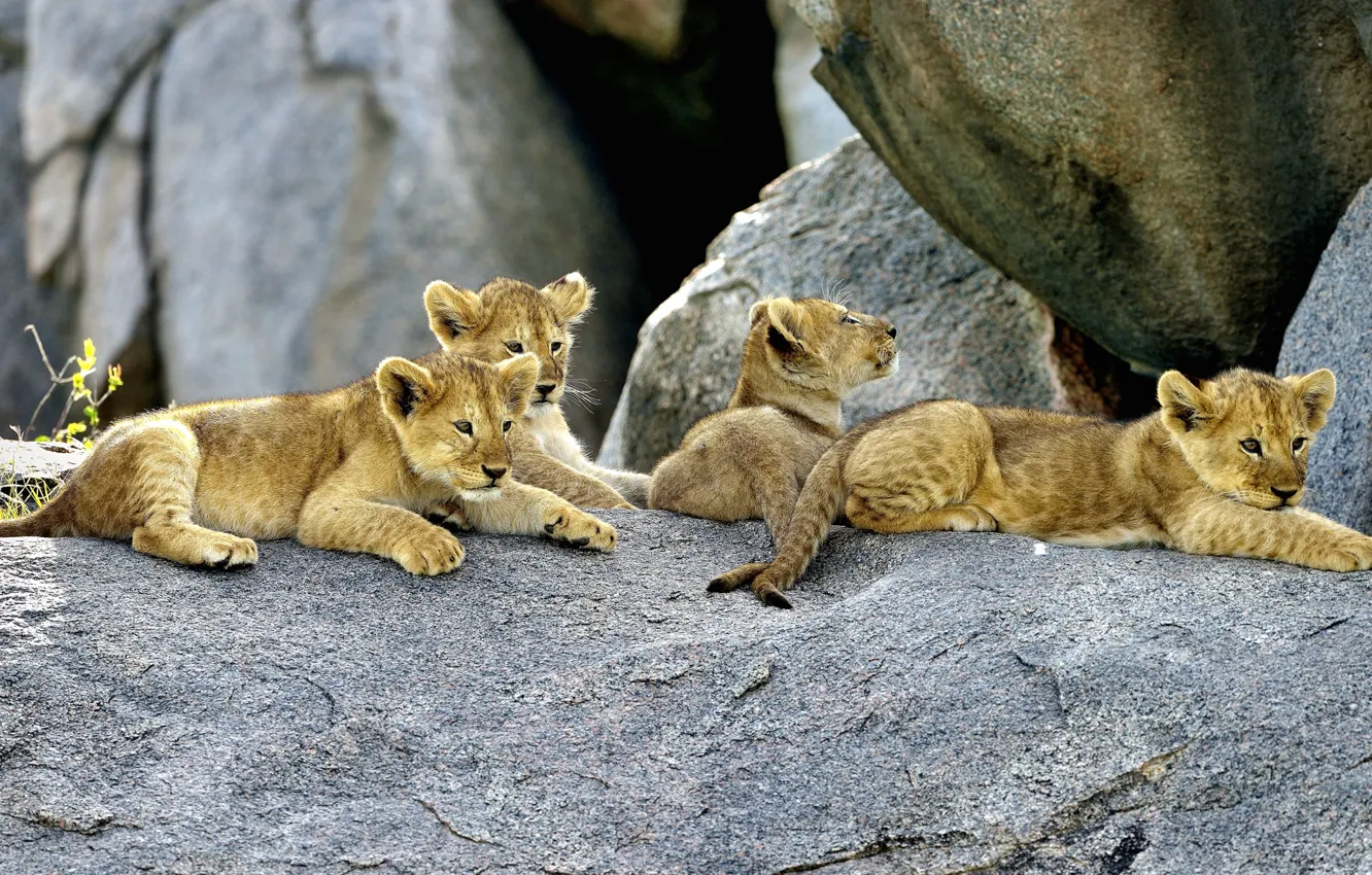 Фото обои камни, скалы, малыши, львята, львенок, львёнок