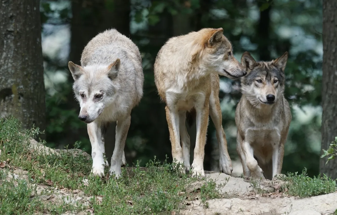 Фото обои nature, snow, predator, face, animal, wolf, wolves, wildlife