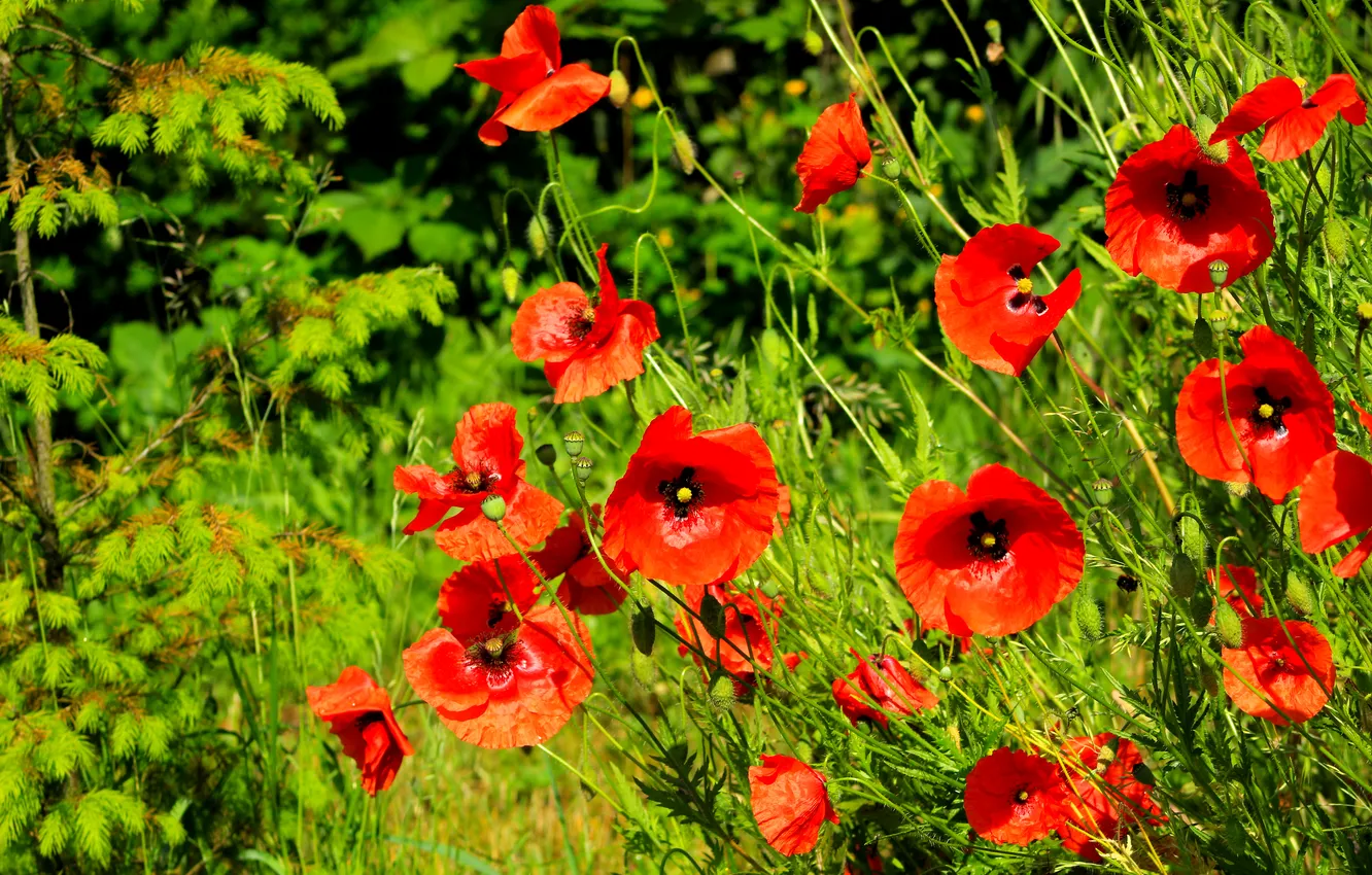 Фото обои red, flower, poppy