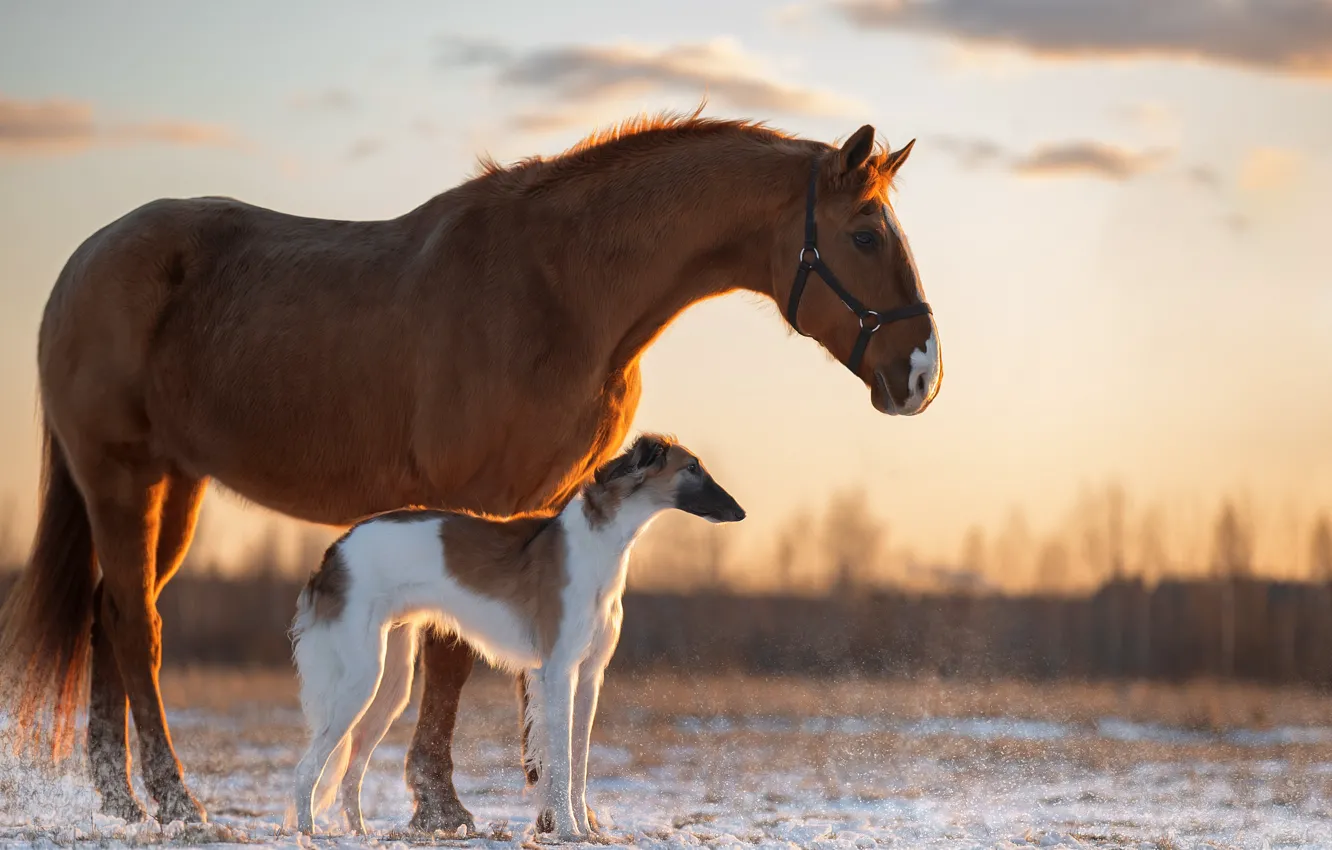 Фото обои лошадь, собака, Светлана Писарева