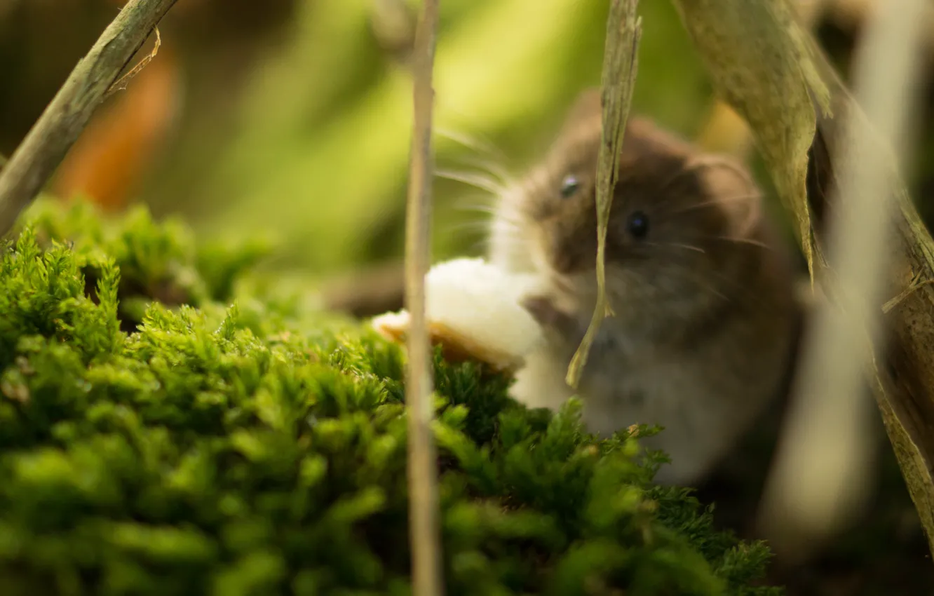 Фото обои хомяк, грызун, wildlife, hamster, fauna