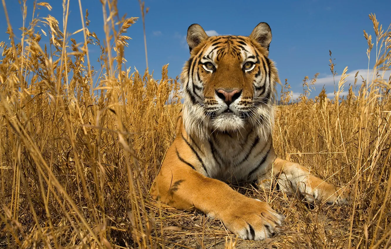 Фото обои осень, кошка, небо, трава, природа, степь, амурский тигр