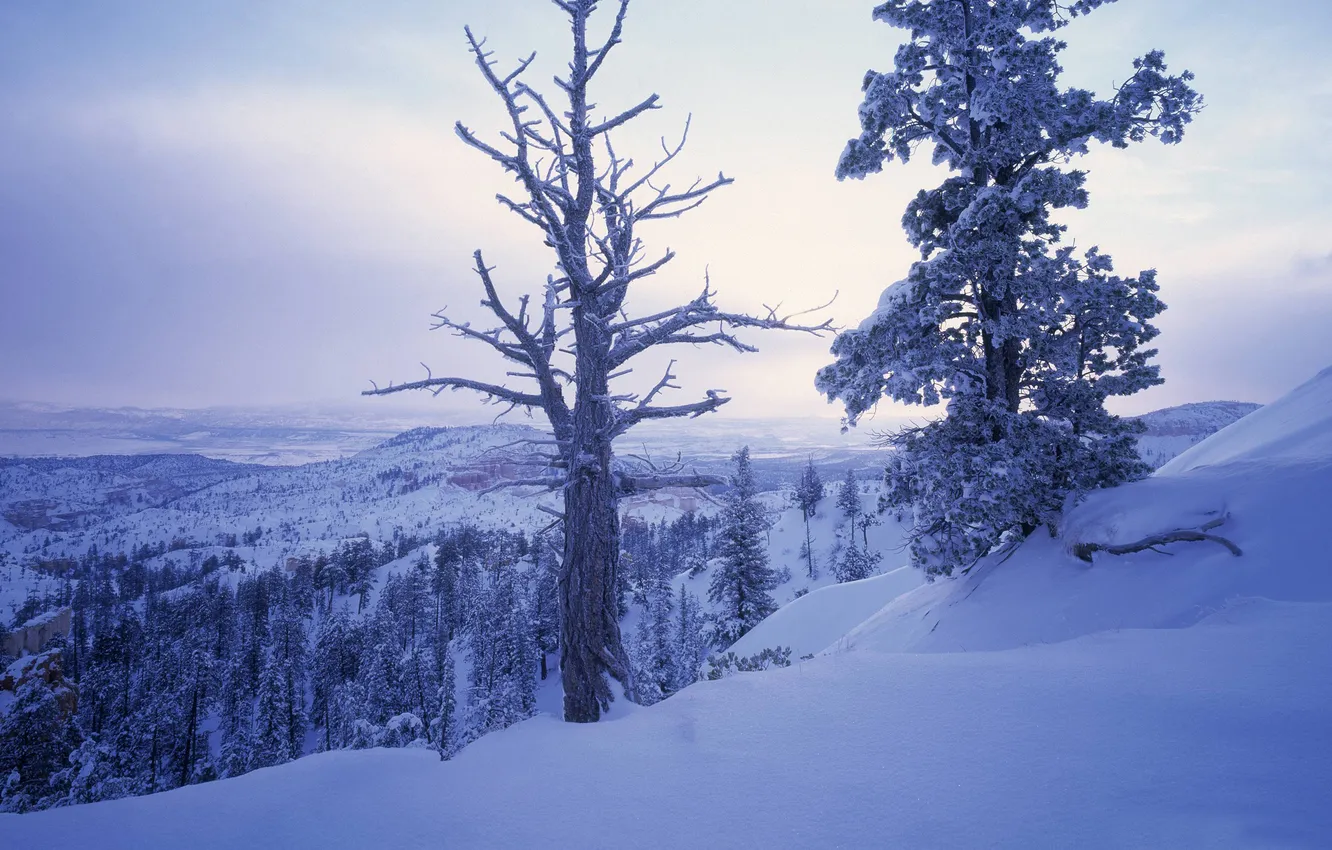 Фото обои зима, снег, деревья, горы, ветки, холмы, сказачно, белоснежно