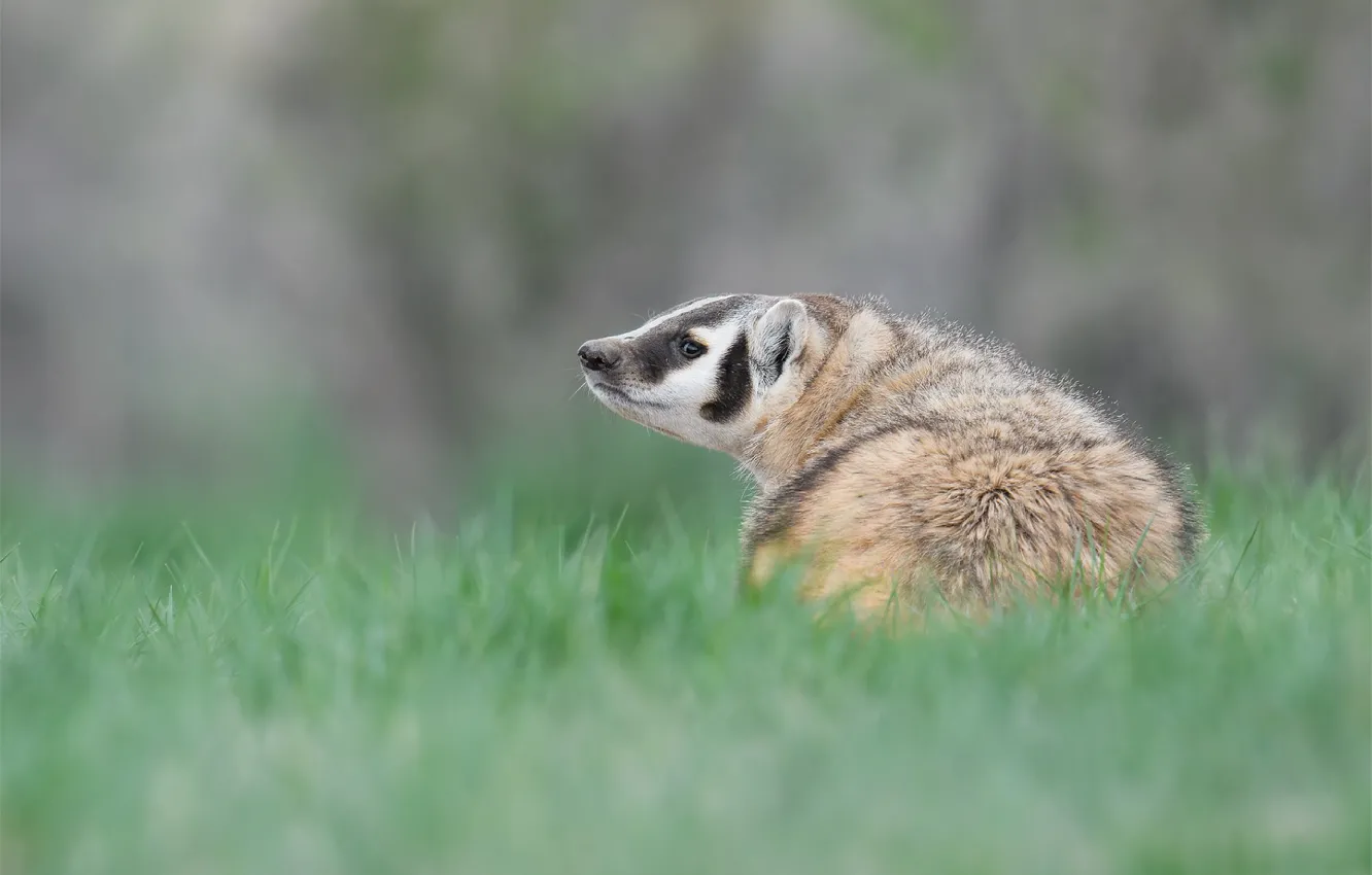 Фото обои трава, поляна, американский, барсук