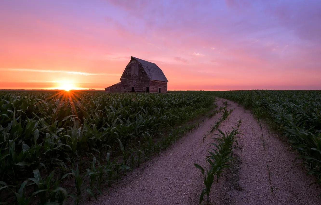 Фото обои дорога, поле, дом, кукуруза