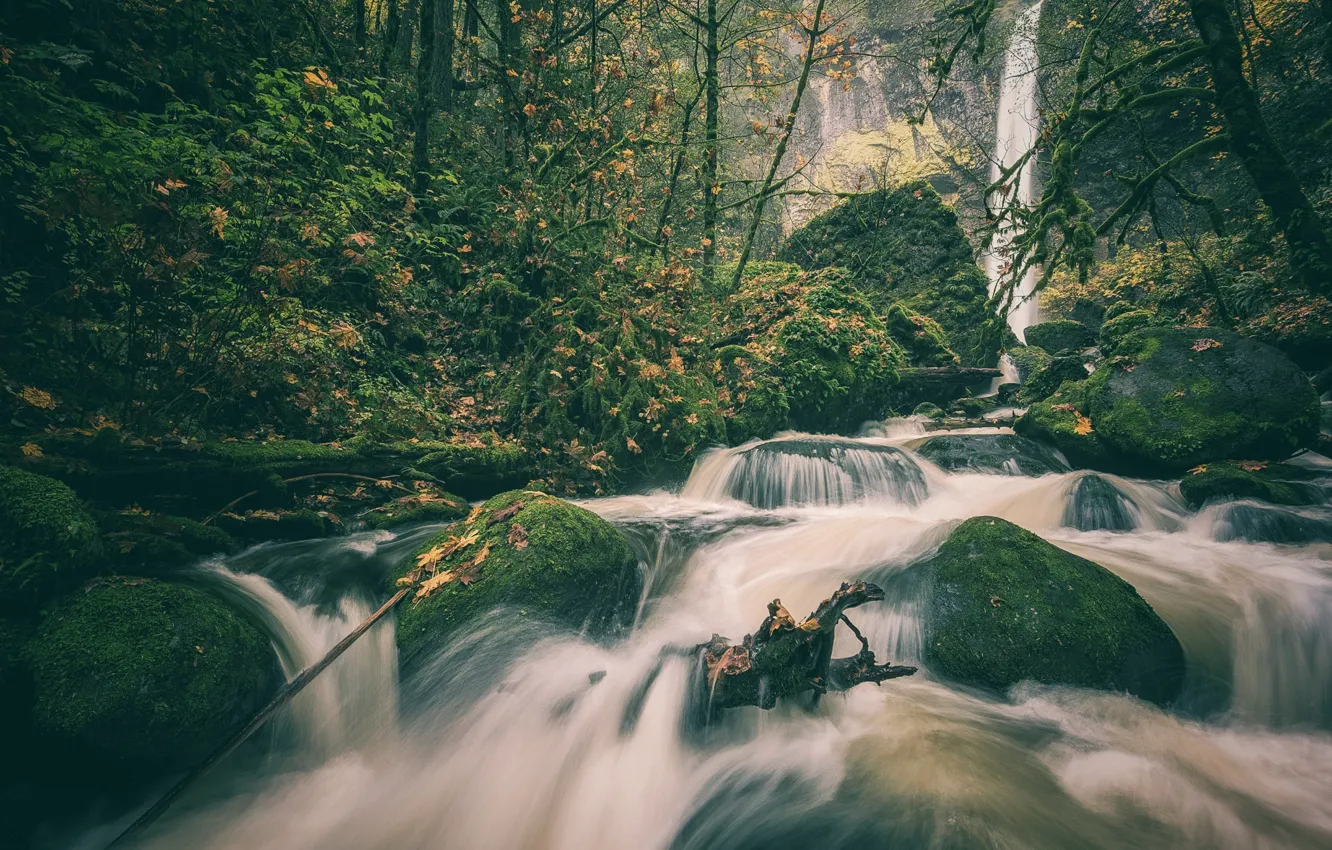 Фото обои осень, лес, камни, водопад, мох, Орегон, речка, Oregon