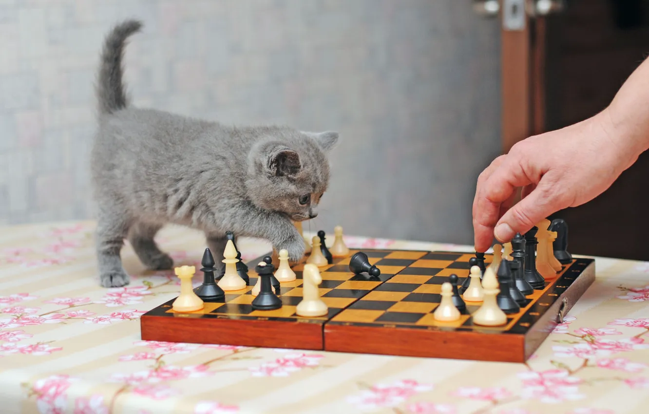 Фото обои кошка, котенок, серый, игра, рука, шахматы, малыш, шахматная доска