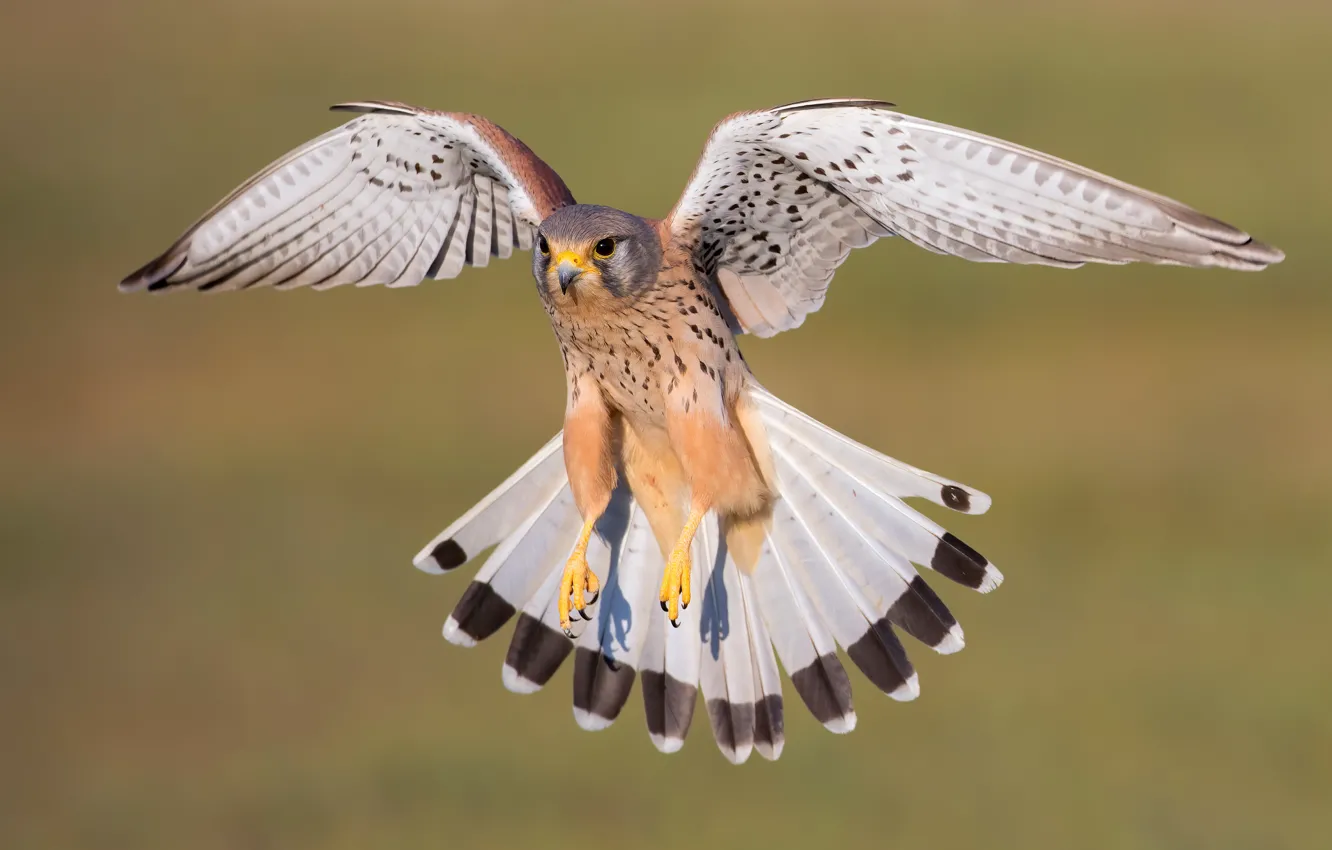 Фото обои полет, фон, птица, хвост, сокол, пустельга, размах крыльев