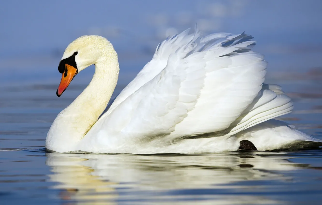Фото обои белый, птица, лебедь, плывет