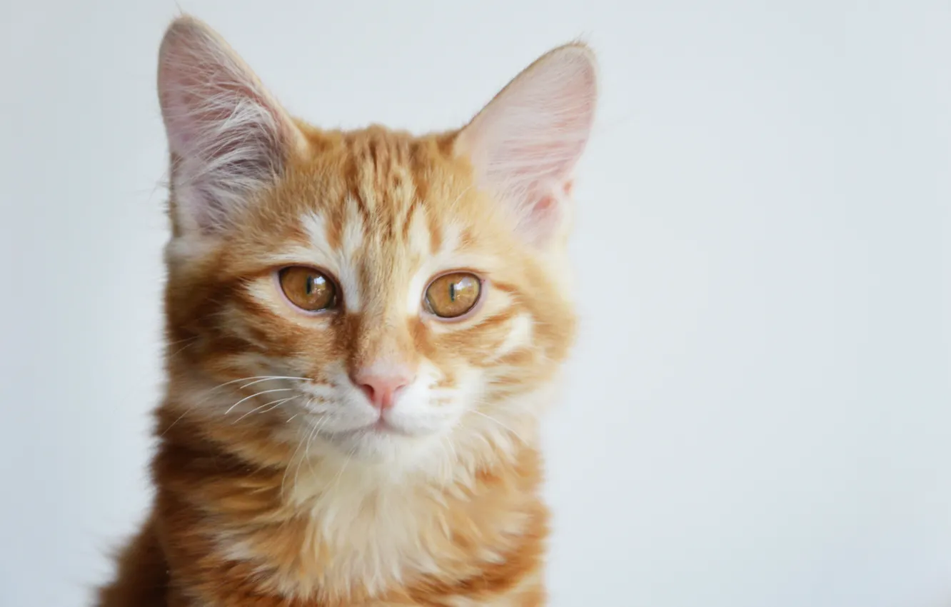 Фото обои кошка, кошки, котенок, рыжий, kitten, cat, cute, курильский бобтейл