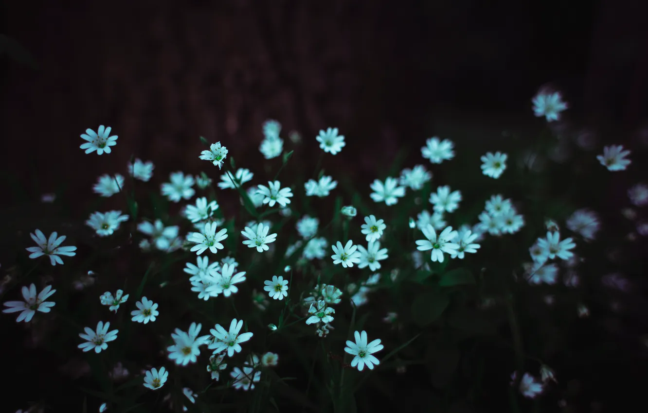 Фото обои цветы, синий, темный, весна, маленькие, много, dobraatebe