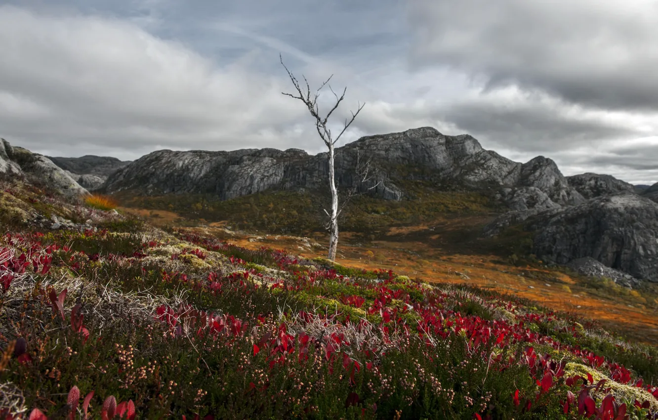 Фото обои цветы, горы, дерево