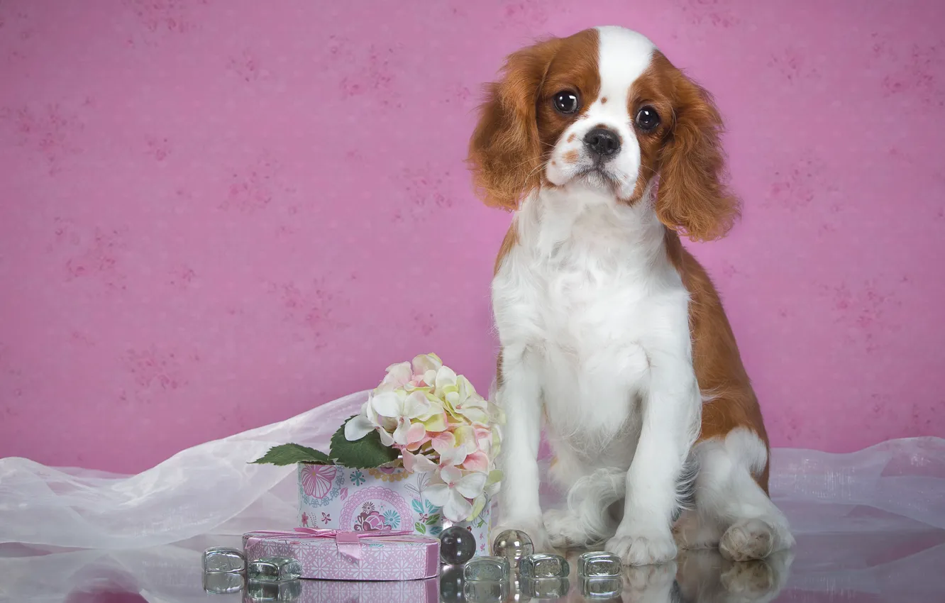 Фото обои взгляд, цветы, фон, розовый, коробка, подарок, обои, собака