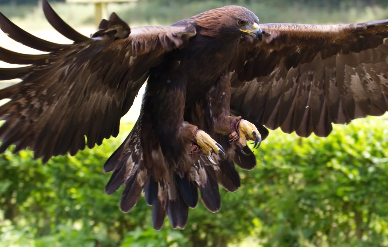 Фото обои bird, animal, Golden Eagle, coller
