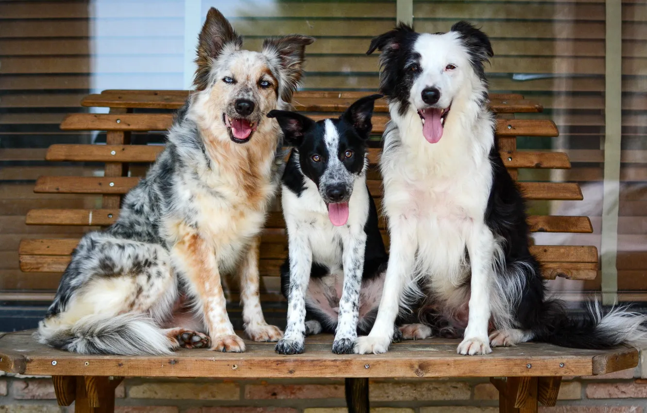 Фото обои собаки, дружба, компания, сидят, позируют, троица, обои от lolita777, друганы