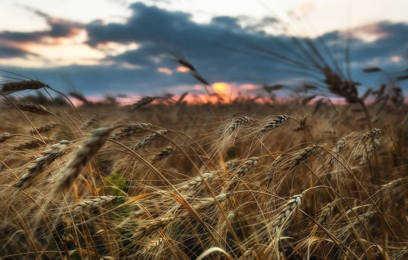 Фото обои пшеница, поле, Павел Сагайдак