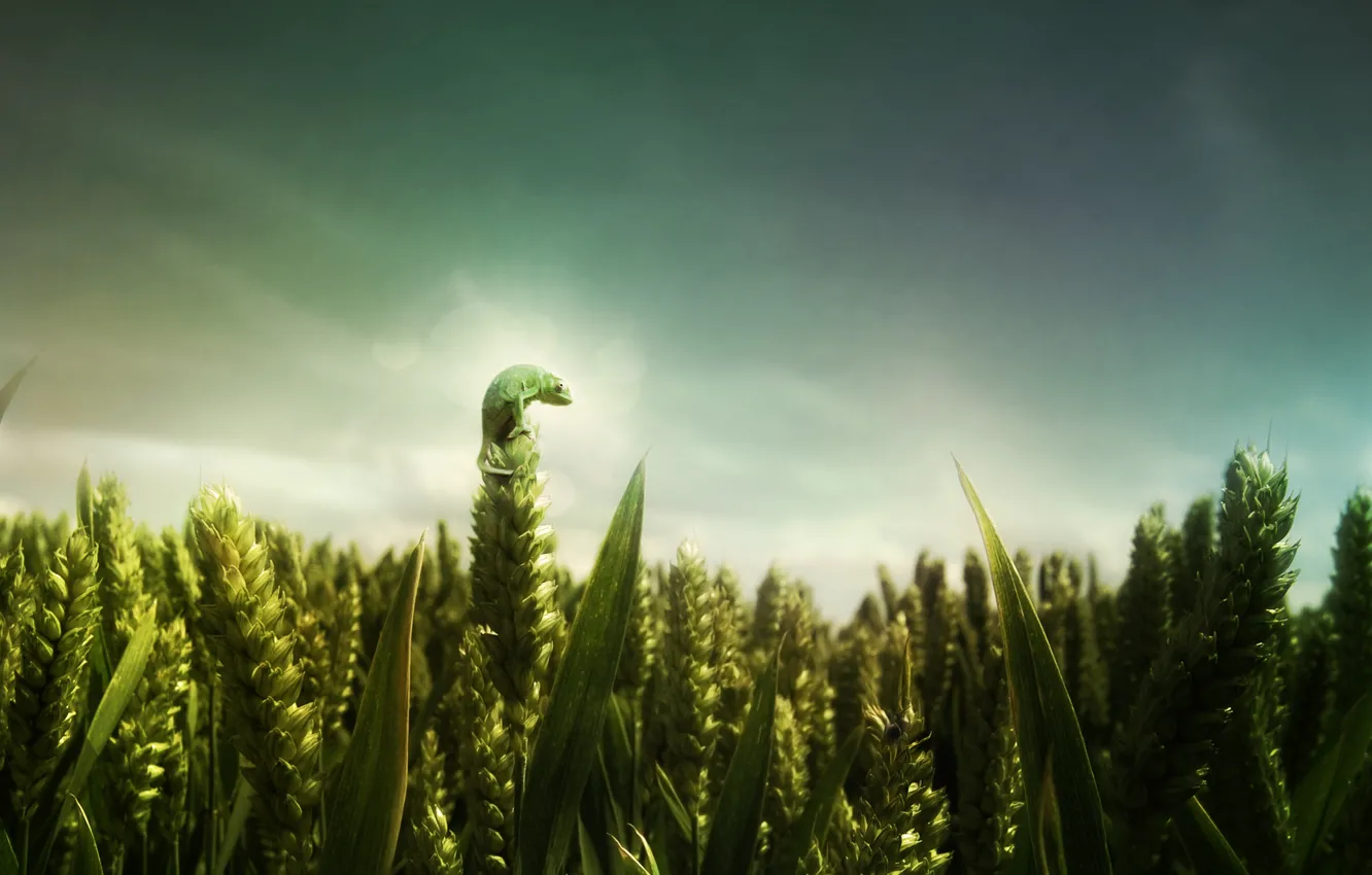 Фото обои пшеница, зеленый, Поле, ящерица