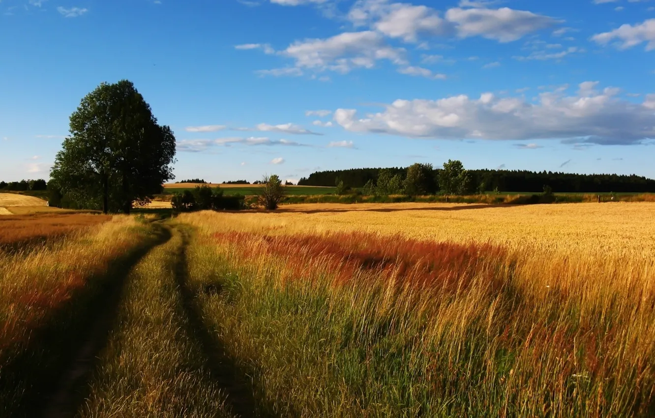 Фото обои дорога, пшеница, поле, небо, дерево, рожь