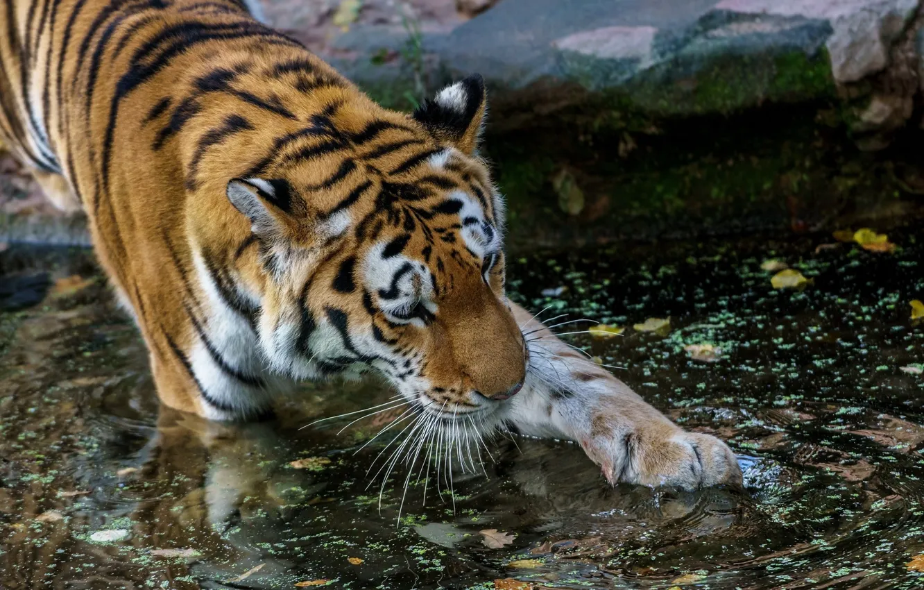 Фото обои вода, тигр, лапа