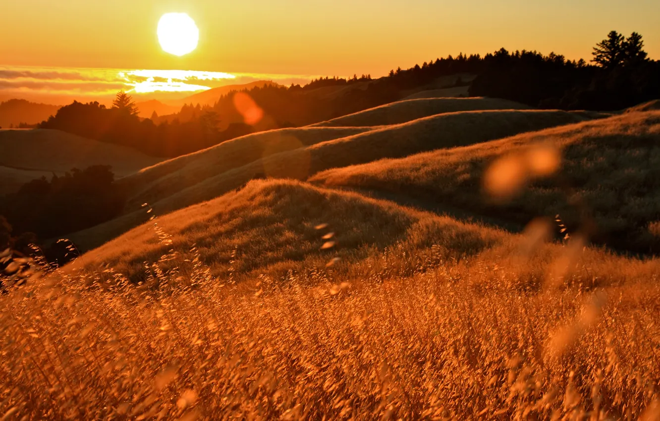 Фото обои солнце, закат, блики, океан, холмы, california, травы, калифорния