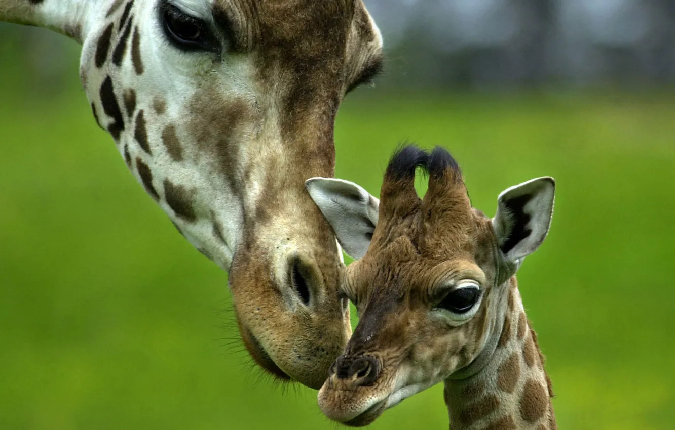 Фото обои любовь, нежность, малыш, жираф, забота, мама