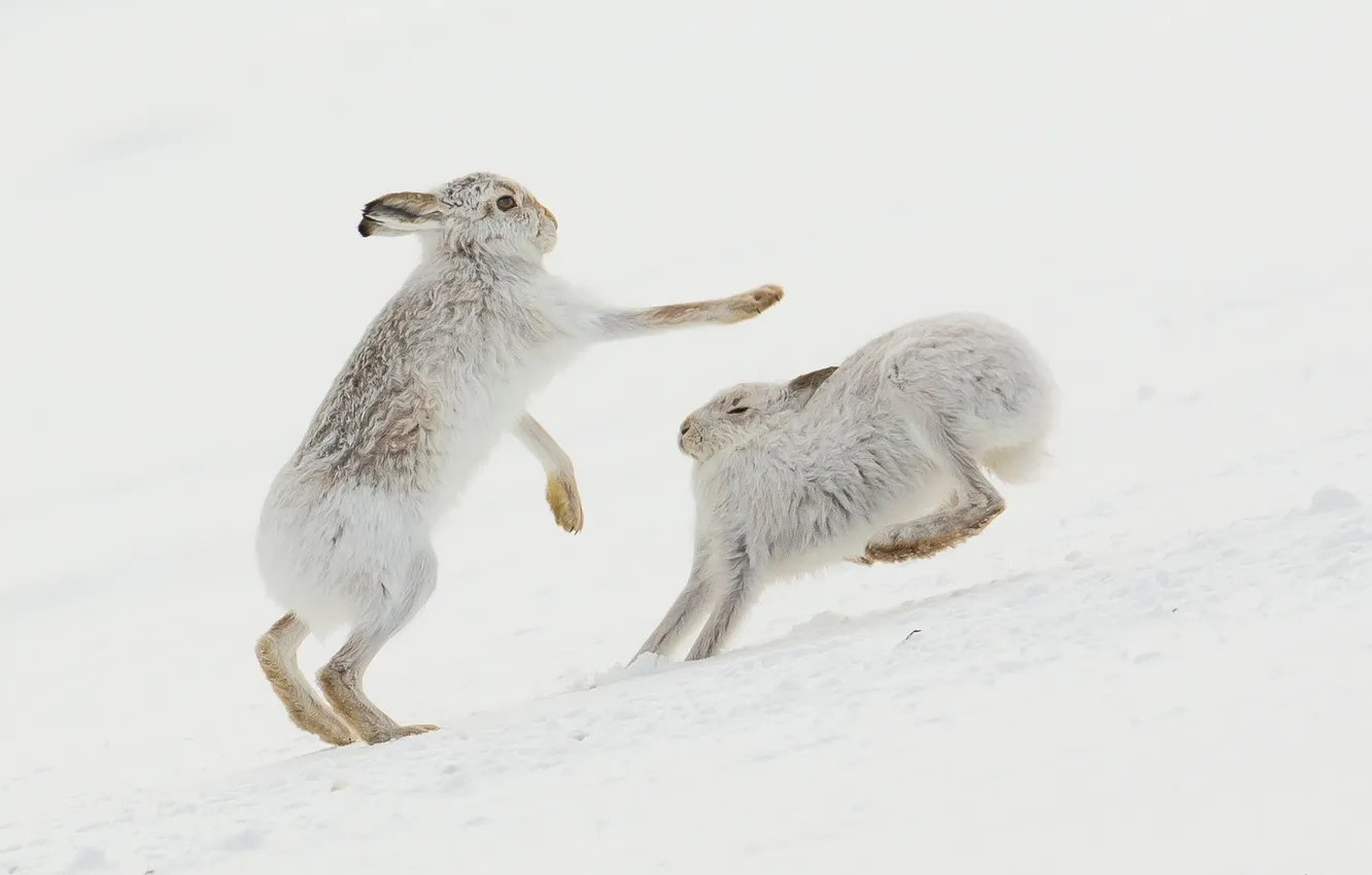 Фото обои природа, Mountain Hare, Collision course