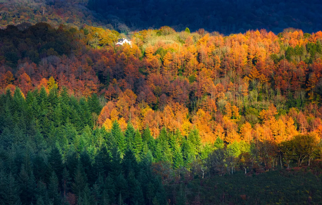 Фото обои осень, лес, свет, деревья, дом, склон