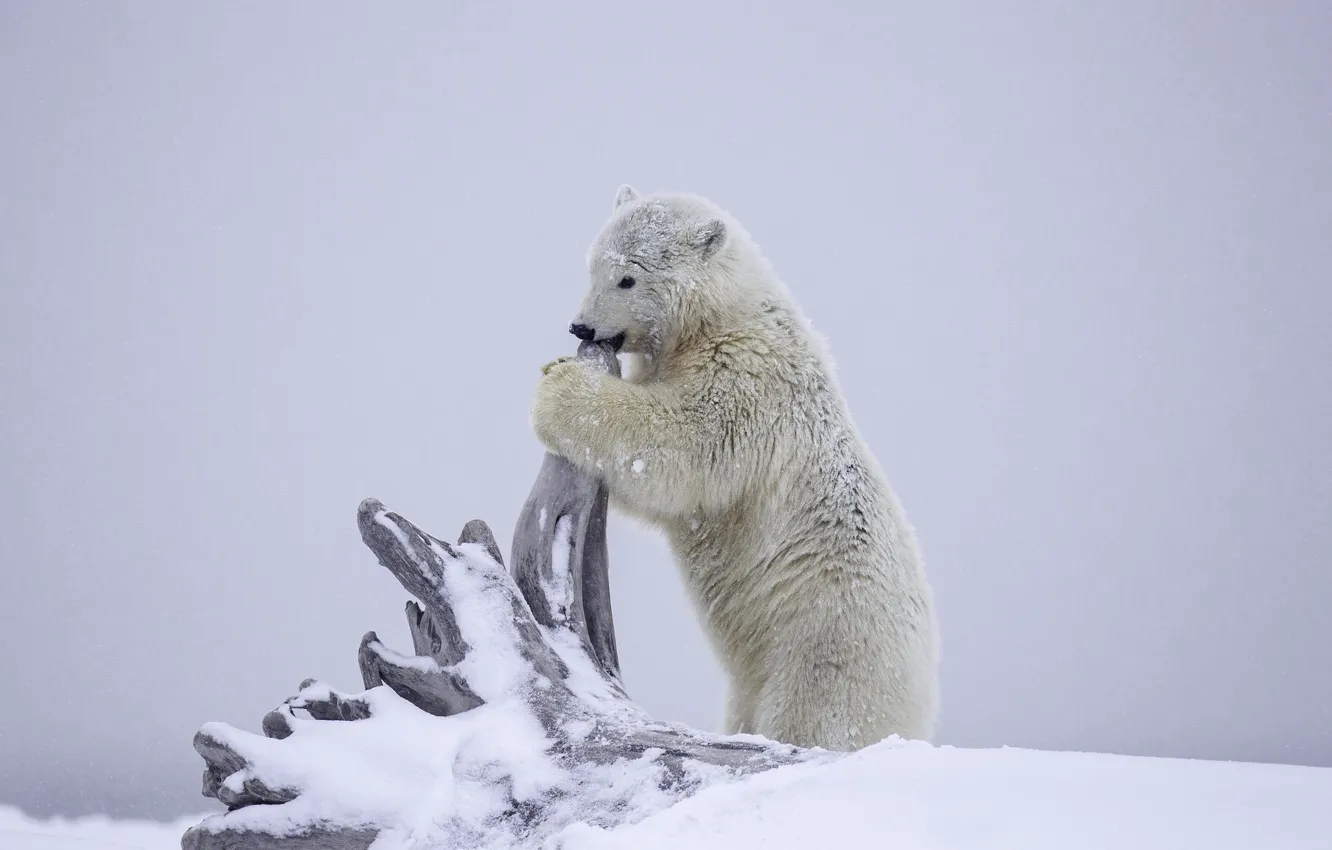 Фото обои зима, снег, медведь, Аляска, медвежонок, коряга, детёныш, белый медведь