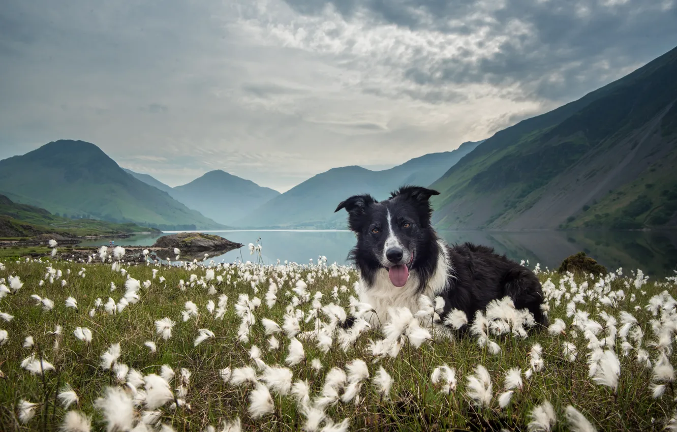 Фото обои трава, горы, природа, озеро, собака, Бордер-колли, Пушица
