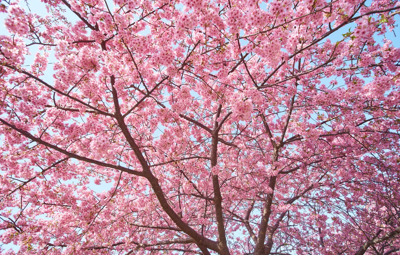 Фото обои дерево, розовый, весна, сакура