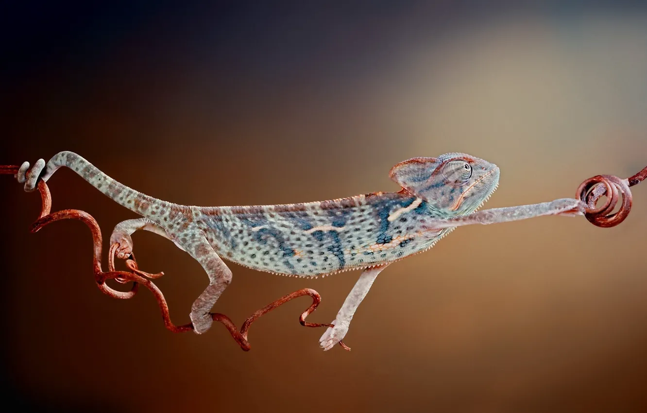 Фото обои макро, хамелеон, chameleon, пресмыкающееся