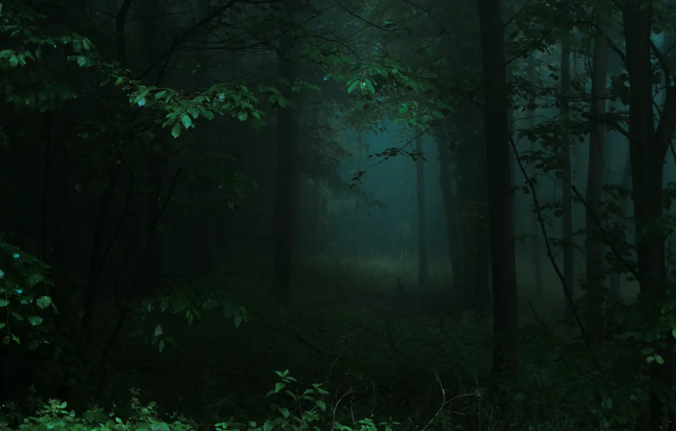 Фото обои лес, деревья, природа, туман, Германия, Deutschland, Nordrhein-Westfalen, Rheinbach