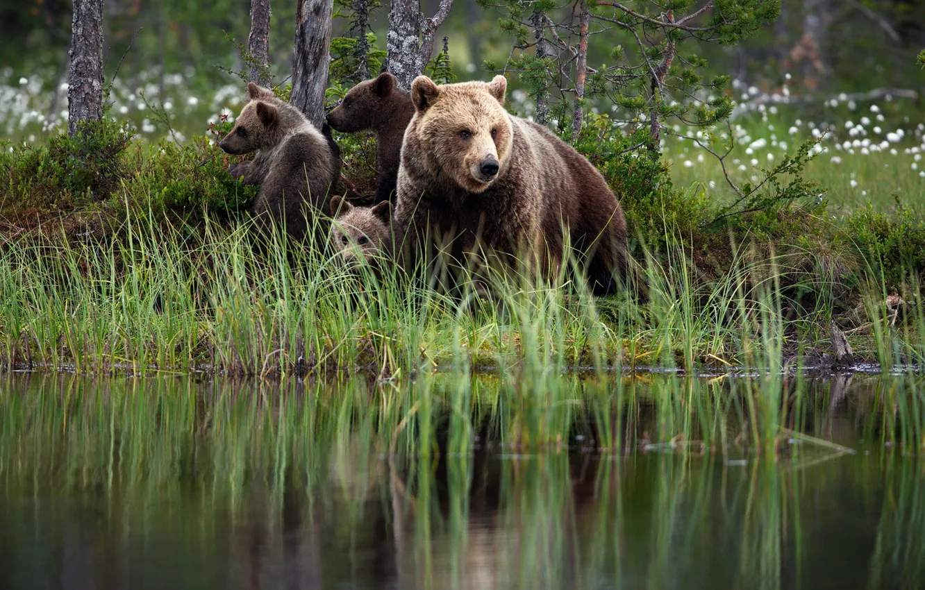 Фото обои лето, трава, природа, отражение, берег, медведи, медвежата, водоем