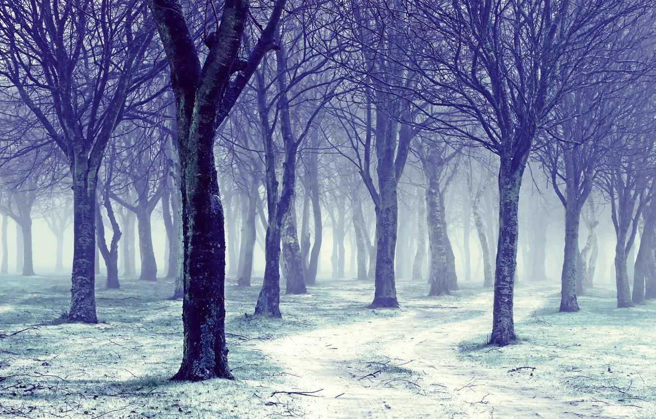 Фото обои зима, дорога, снег, деревья, природа, голые