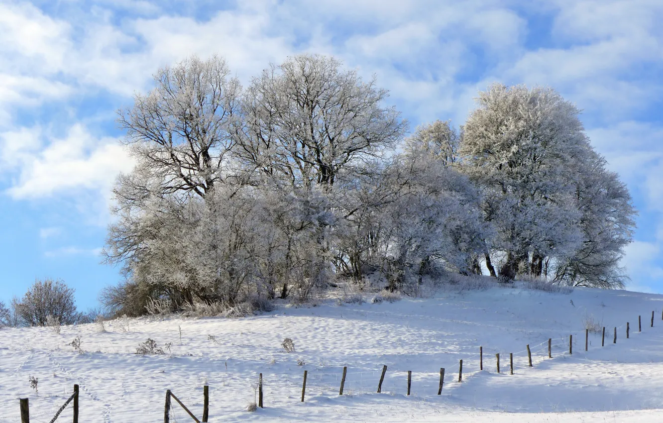 Фото обои зима, небо, снег, деревья