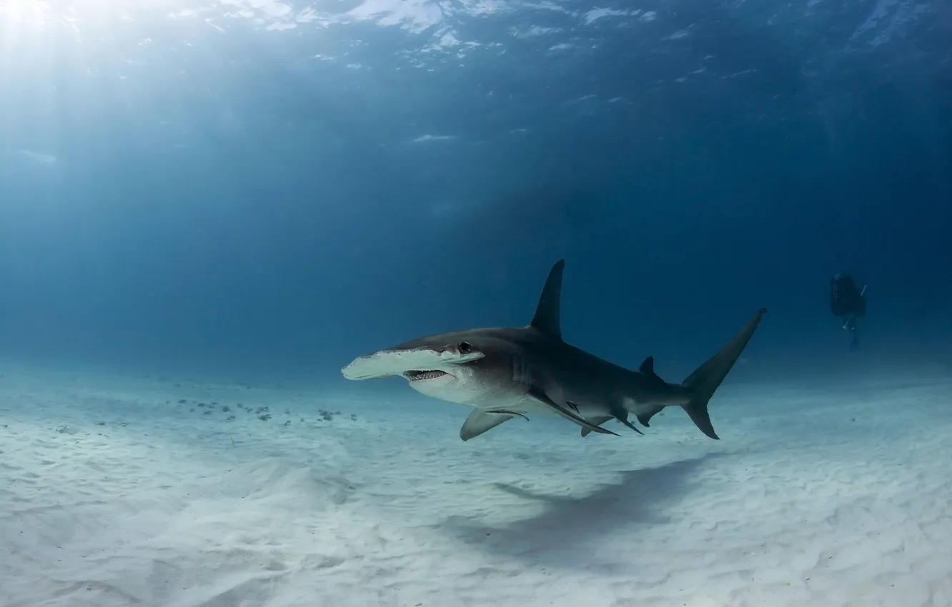 Фото обои Bahamas, Bimini, Great Hammerhead Shark