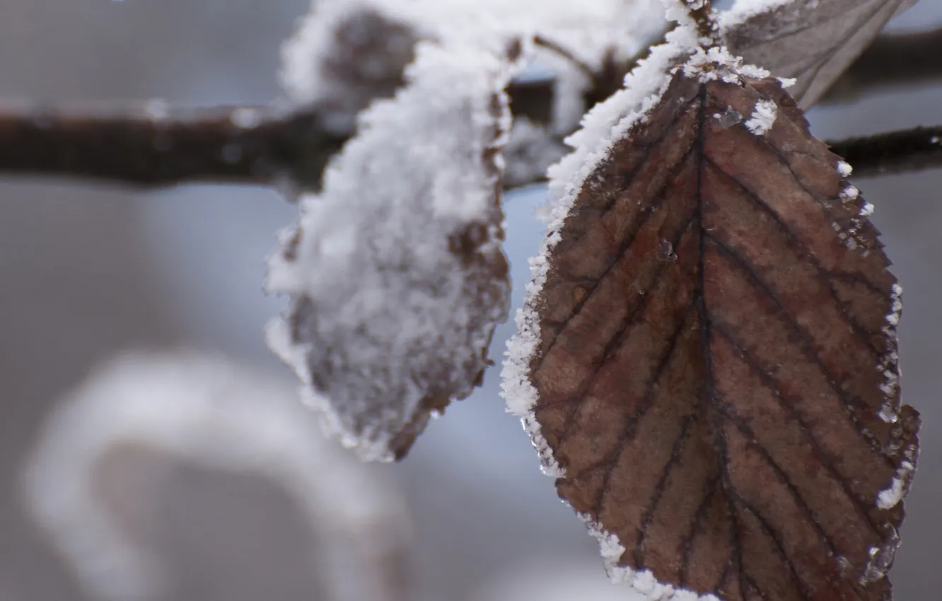Фото обои холод, зима, снег, лист, ветка, сухой