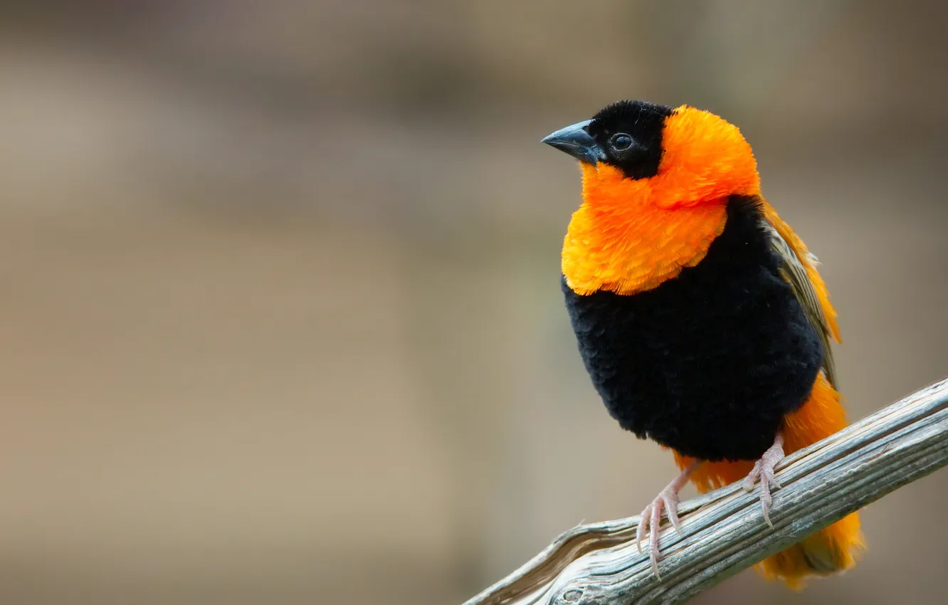 Фото обои оранжевый, птица, черный, ветка, клюв, огненный бархатный ткач, euplectes orix