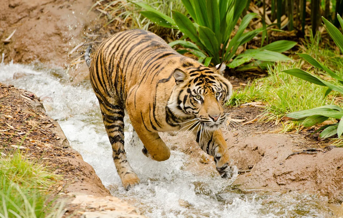Фото обои вода, тигр, поток, купание