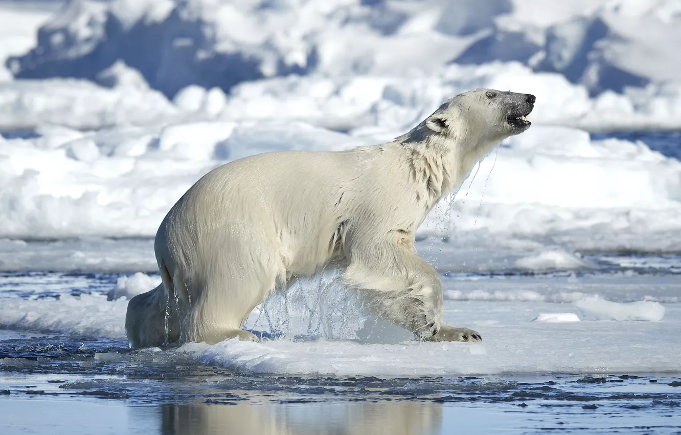 Фото обои вода, снег, белый медведь
