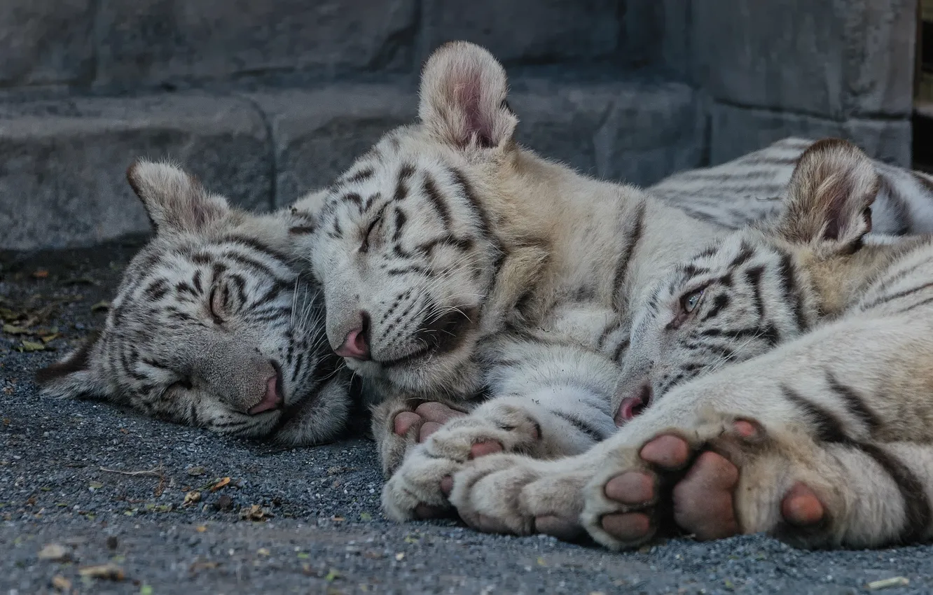 Фото обои кошка, отдых, сон, котята, белый тигр, тигрята, тигрёнок, детёныши