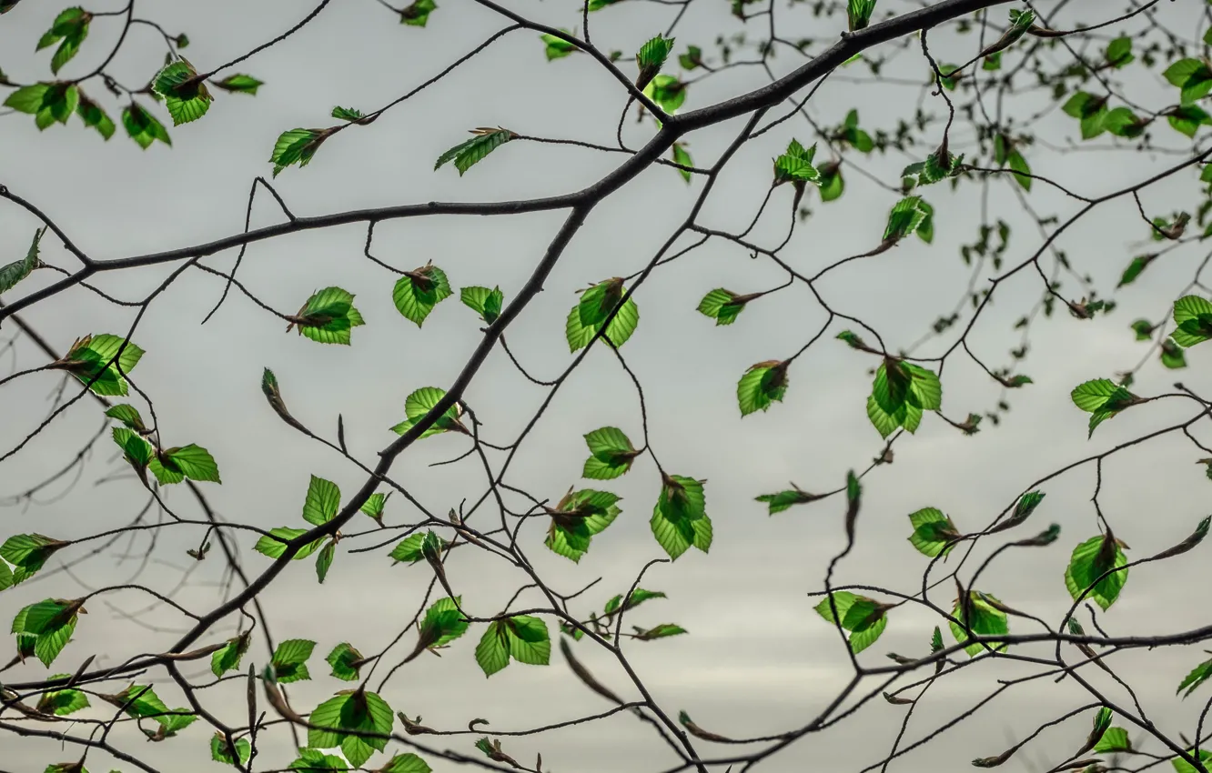 Фото обои leaves, branches, gray clouds