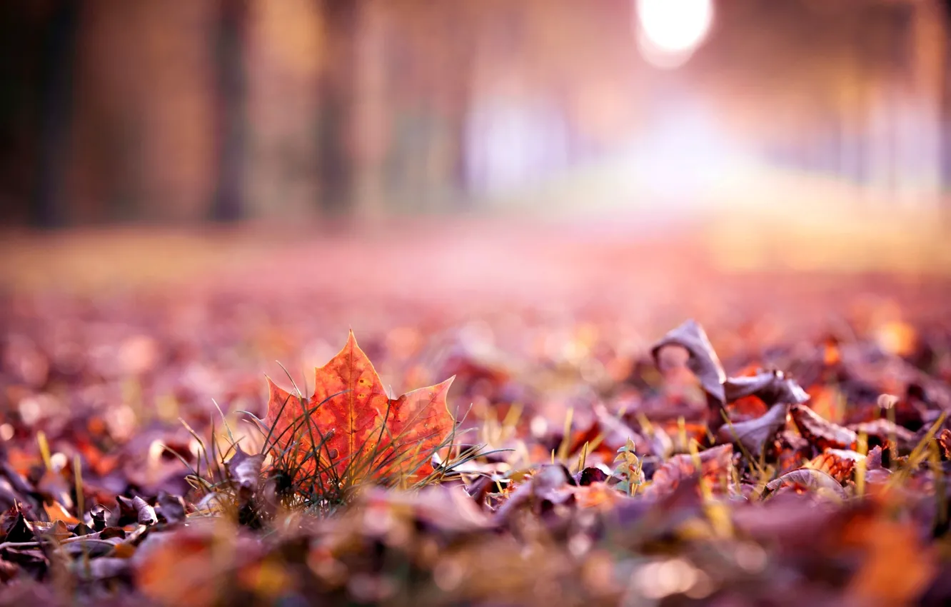 Фото обои осень, листья, макро, widescreen, обои, размытие, красиво, листик
